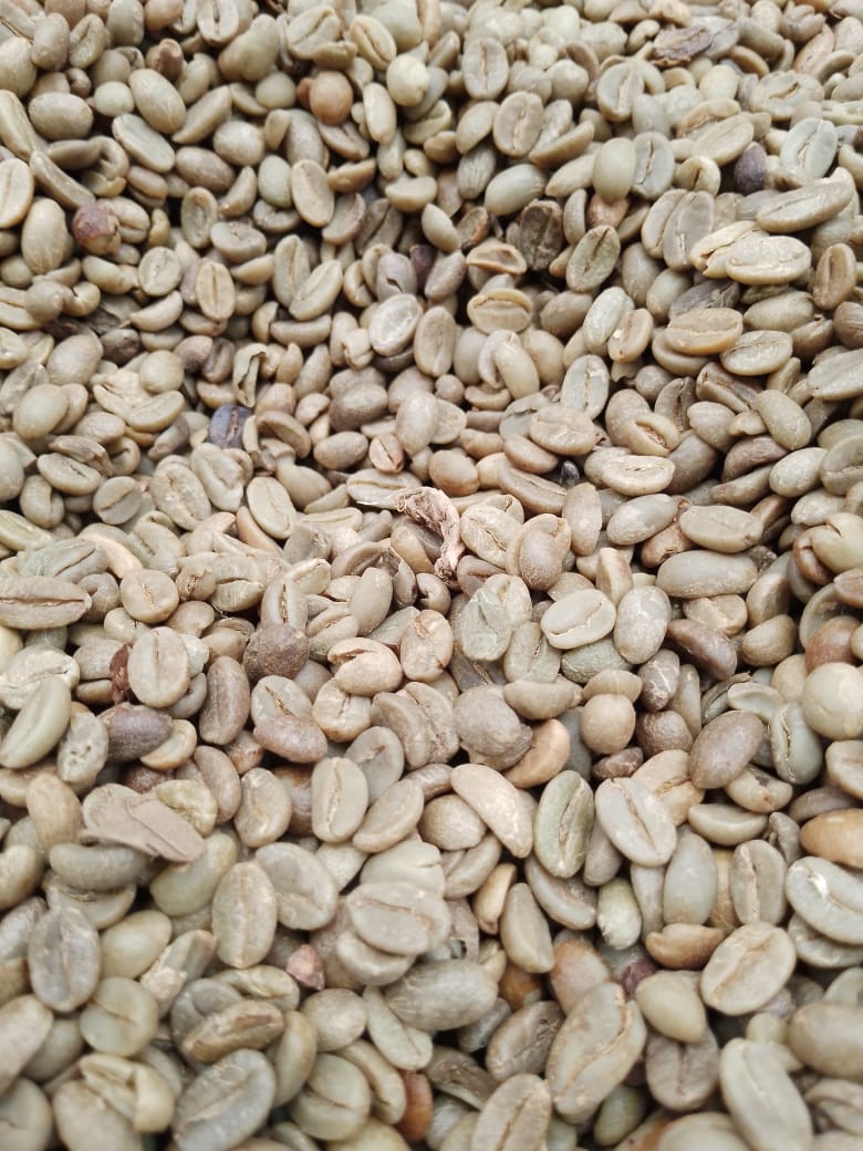 Close-up of unroasted green coffee beans